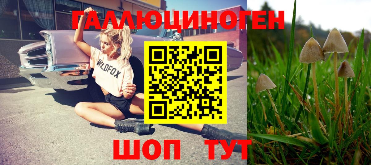 Псилоцибиновые грибы GOLDEN TEACHER  Вход с VPN  Саранск  Псилоцибиновые грибы Cubensis 